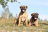 BULLMASTIFF 013